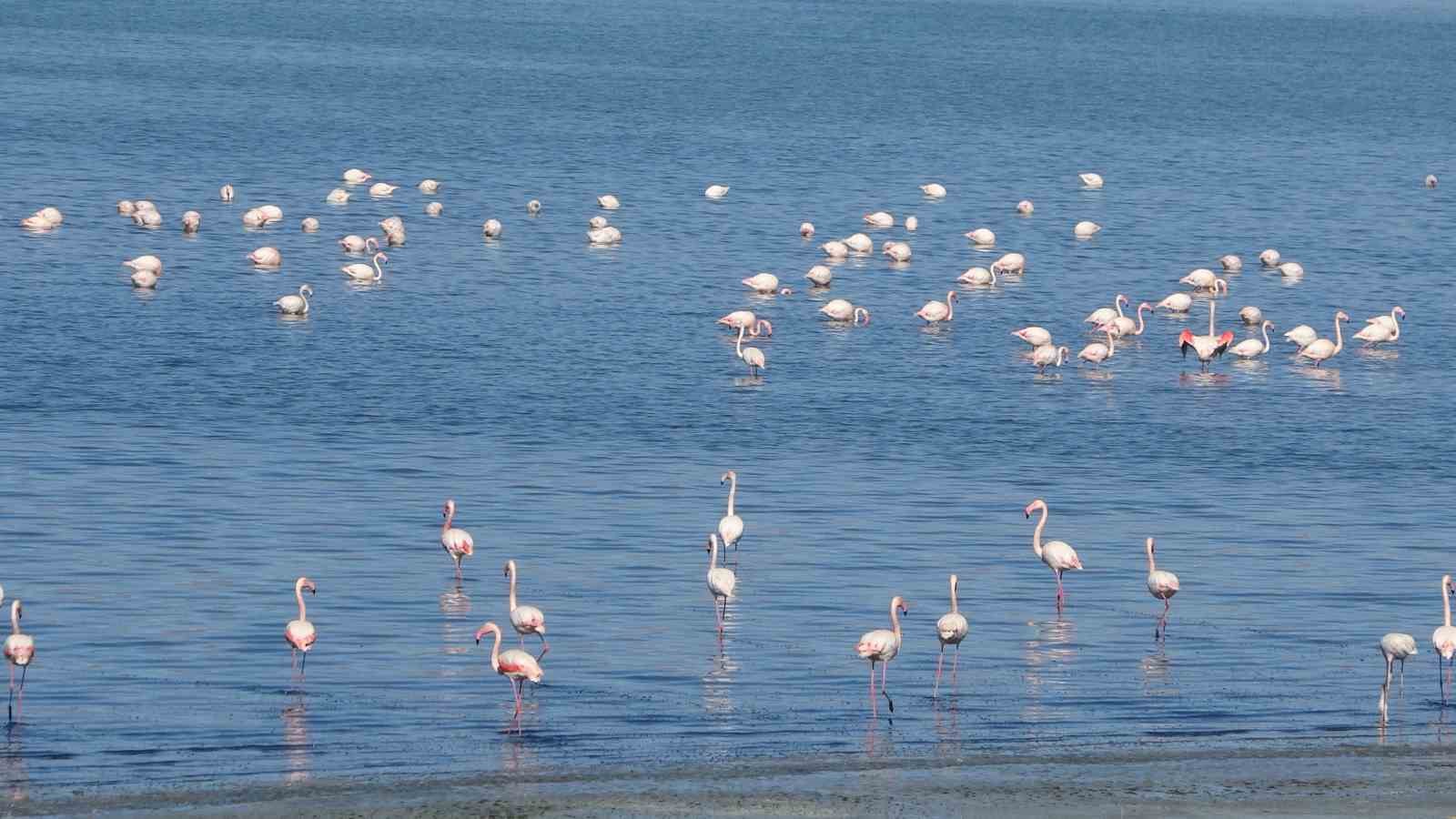 Urmiye Gölü kuruyunca flamingolar Van’a akın etti