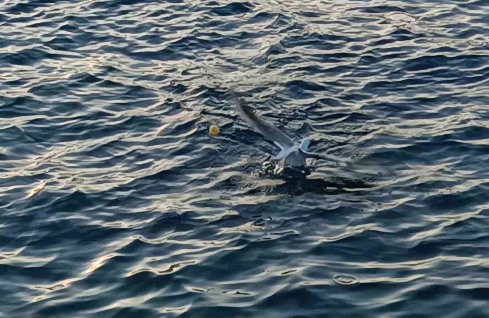 Antalya’da Balıkçı Oltasına Balık Yerine Martı Takıldı