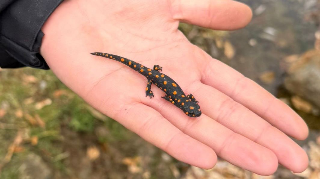 Van’da nadir rastlanan benekli semender görüldü