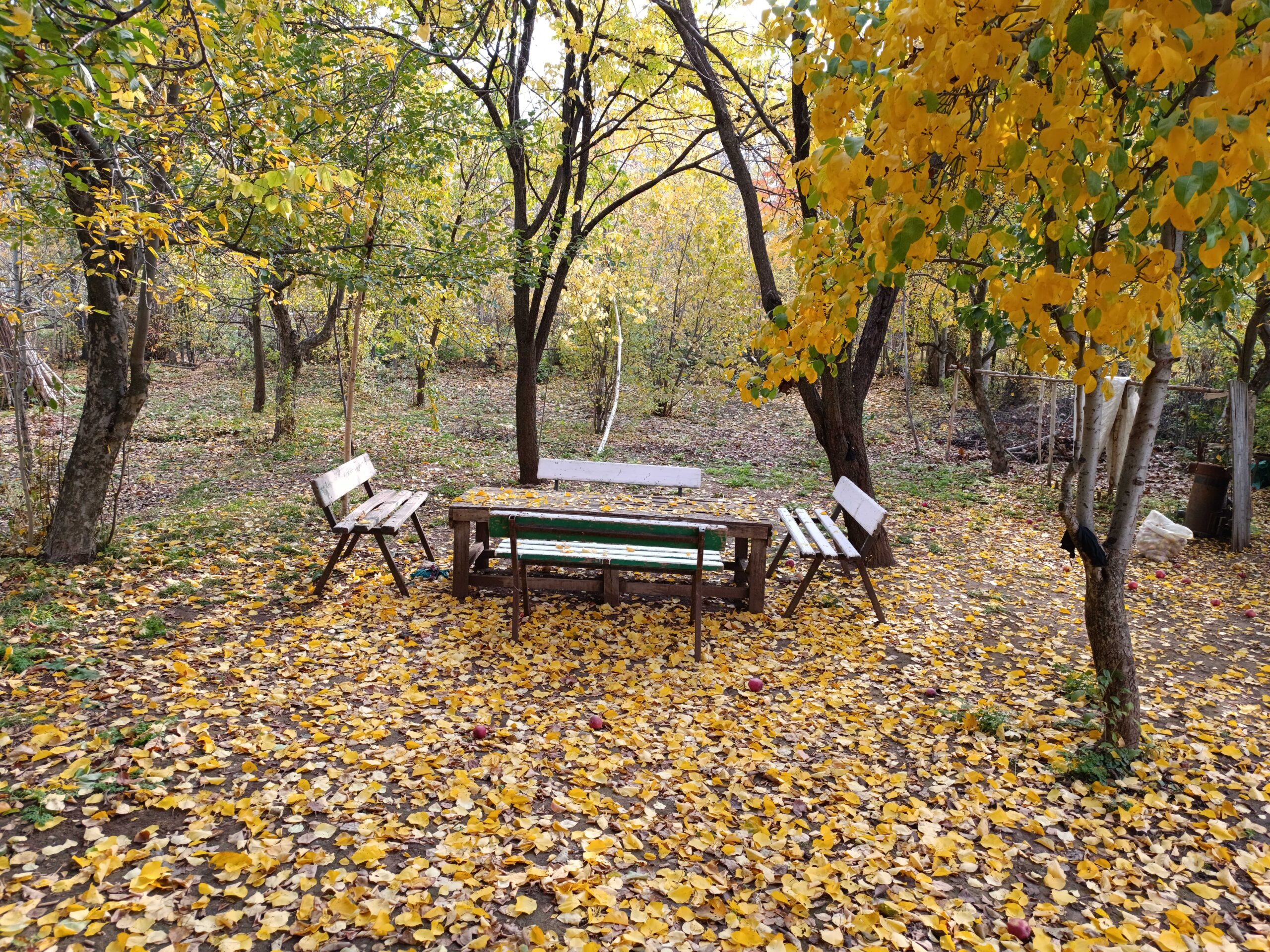 Van’ın Gevaş ilçesi sonbaharın büyüleyici renklerine büründü