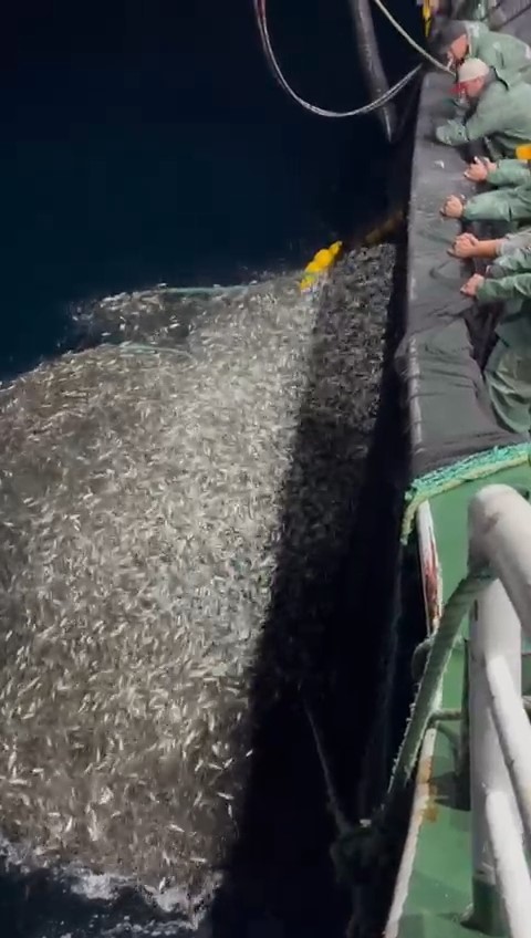 Çanakkale’de balıkçılardan örnek avcılık, yavru balıkları denize geri saldı