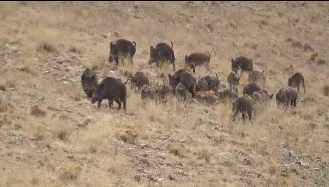 Van’da domuz sürüsü yerleşim alanlarına indi!