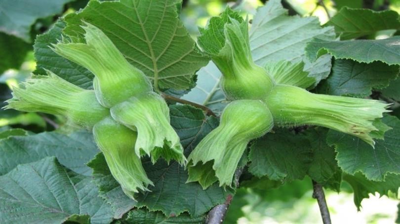 AB ülkelerine 15 bin 760 ton fındık gönderildi