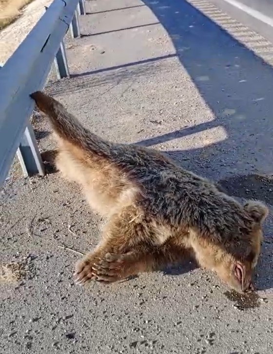 Van’da aracın çarptığı ayı telef oldu