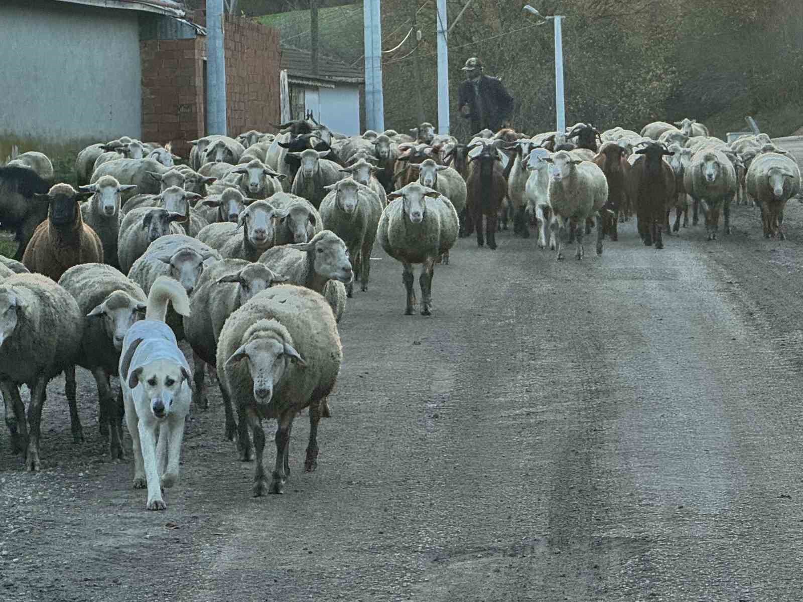 Aylık 50 bin liraya çoban bulamıyorlar
