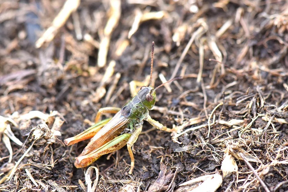 Bilim insanlarından yeni keşif!