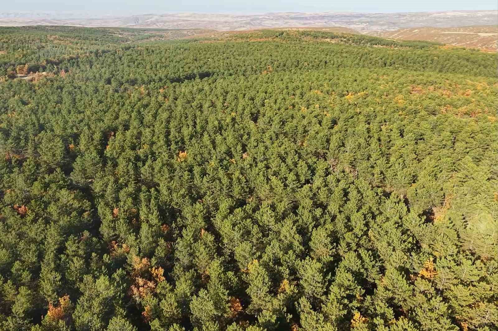 Torlukçuların dumanlı hayatı: Zor şartlarda üretilen kömürün tonu 28 bin liradan satılıyor