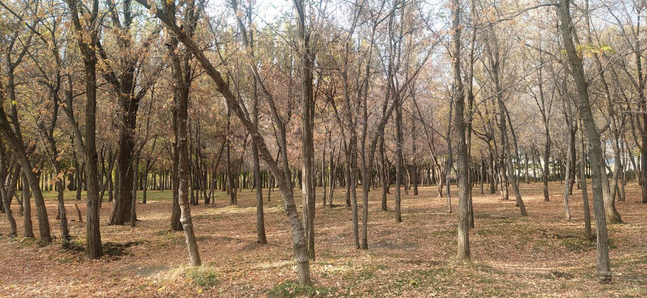 Van’da sonbahar renk cümbüşü