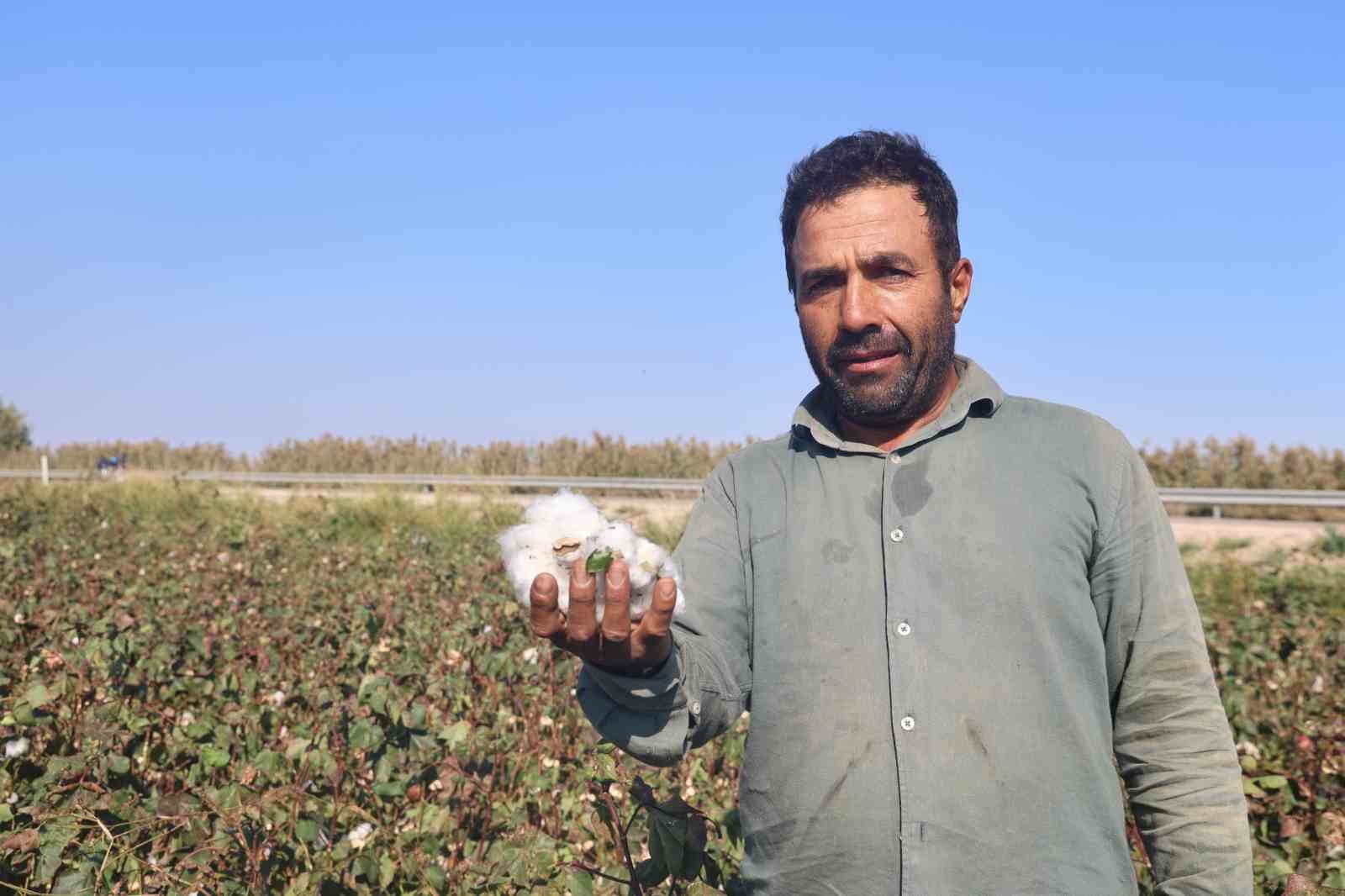 Beyaz altın pamukta kuraklık rekolteyi etkiledi