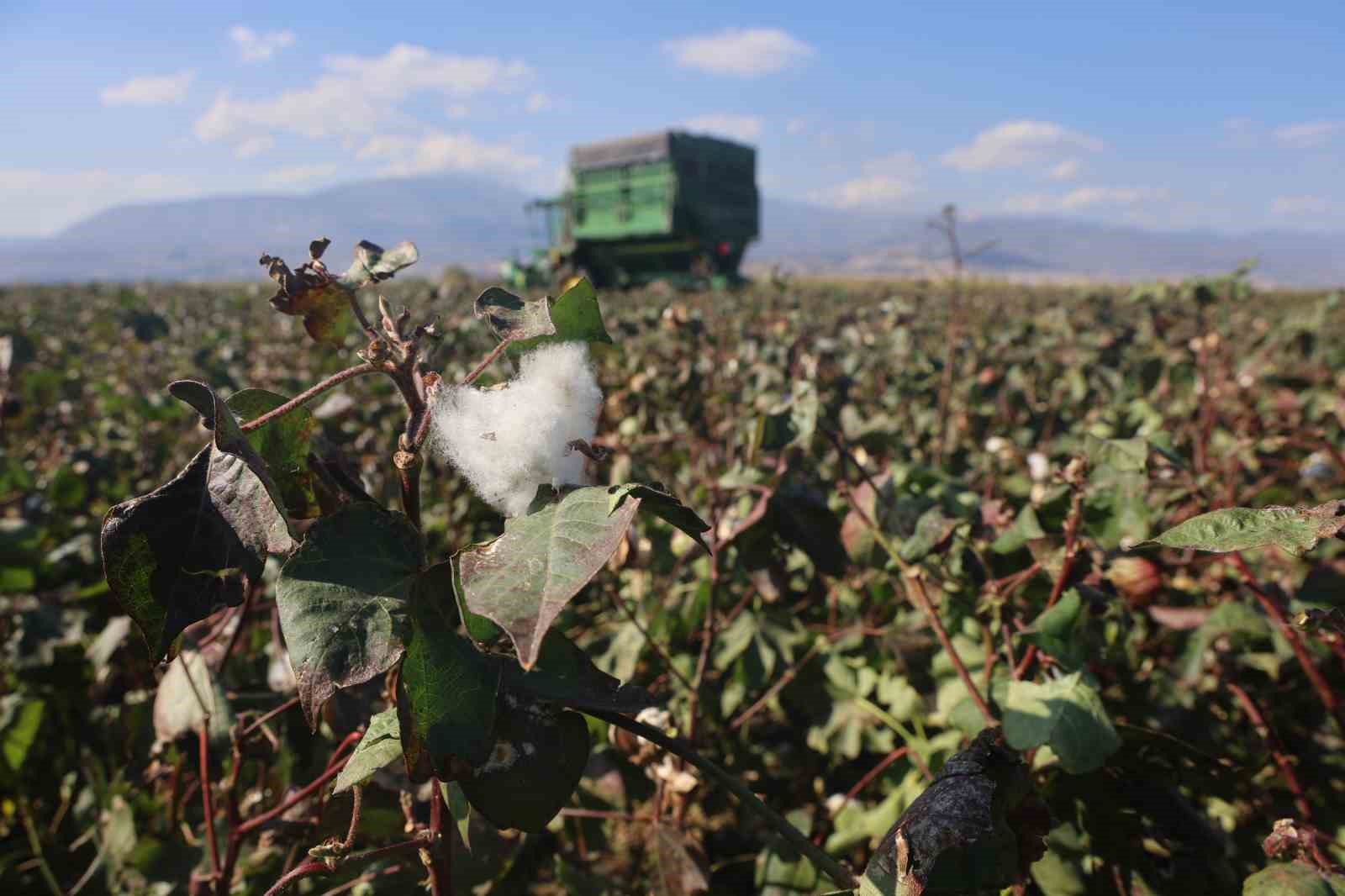 Beyaz altın pamukta kuraklık rekolteyi etkiledi