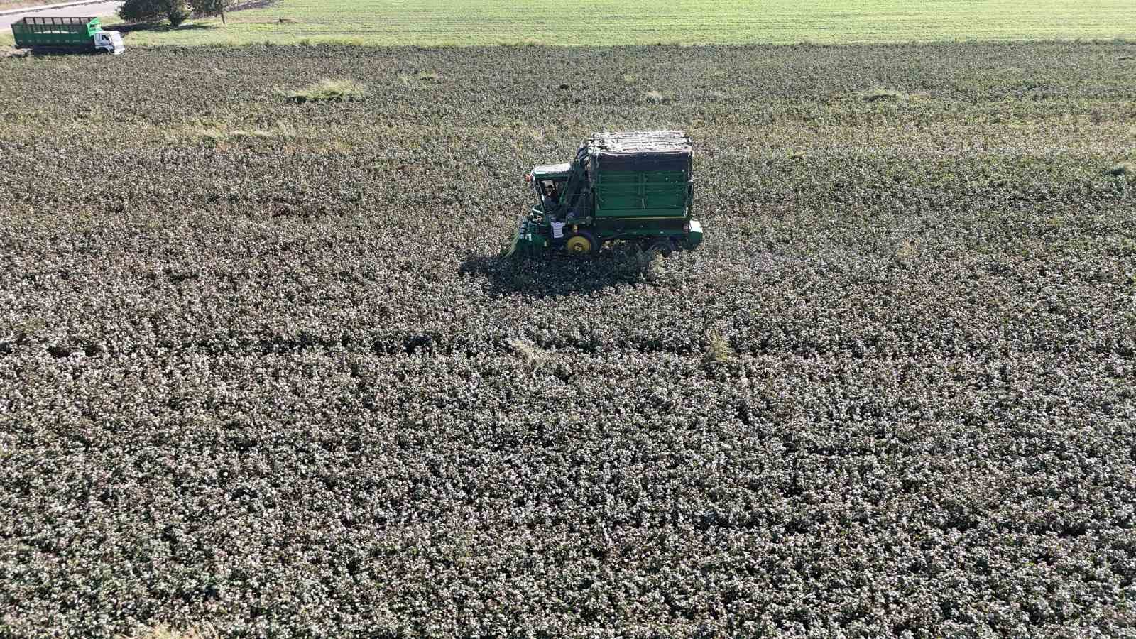 Beyaz altın pamukta kuraklık rekolteyi etkiledi