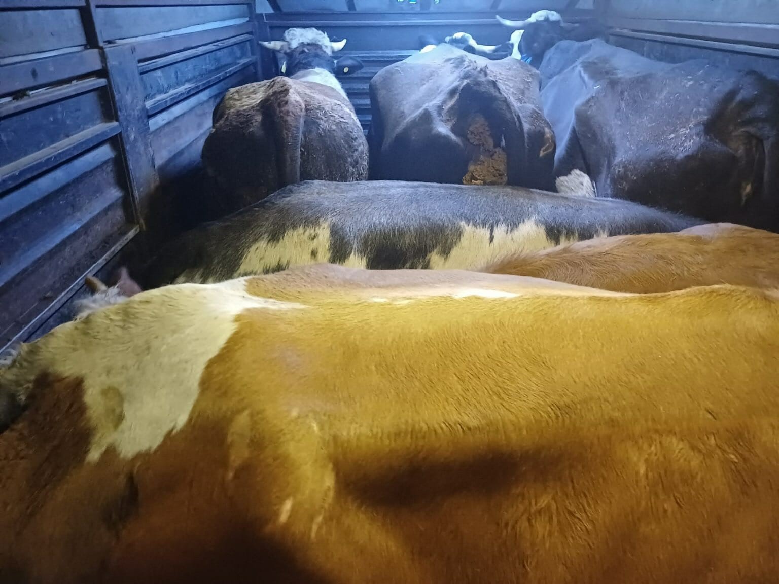 Film gibi hayvan hırsızlığı