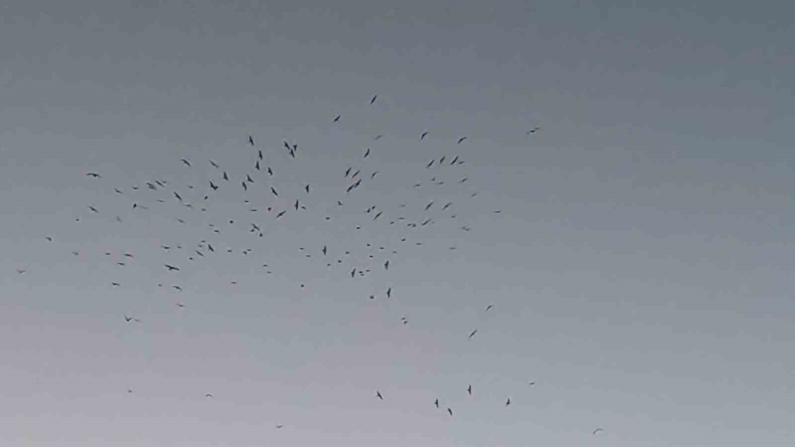 Van Gölü üzerinde kuşların görsel şöleni