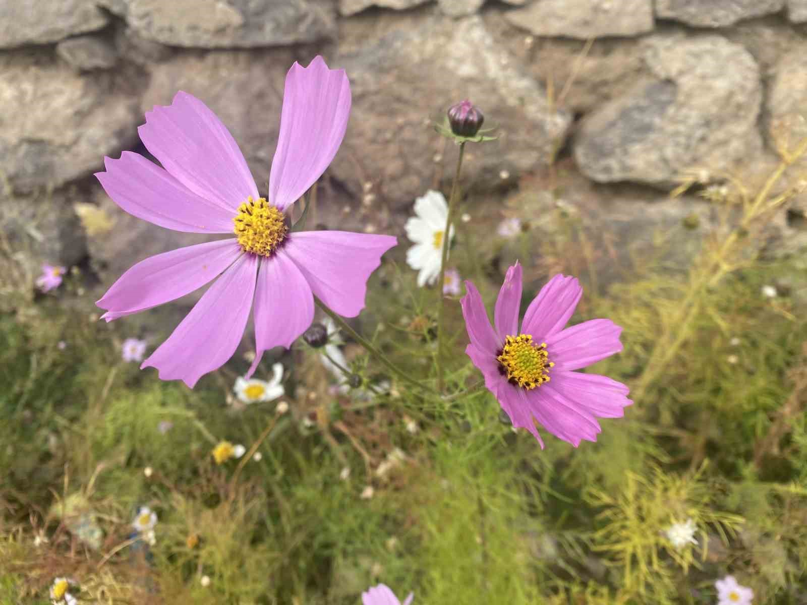 Kasım ayında açan çiçekler şaşırttı