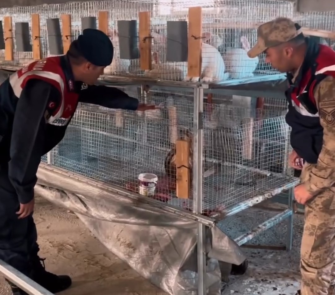 Kızıl şahin Van’da tedavi altına alındı