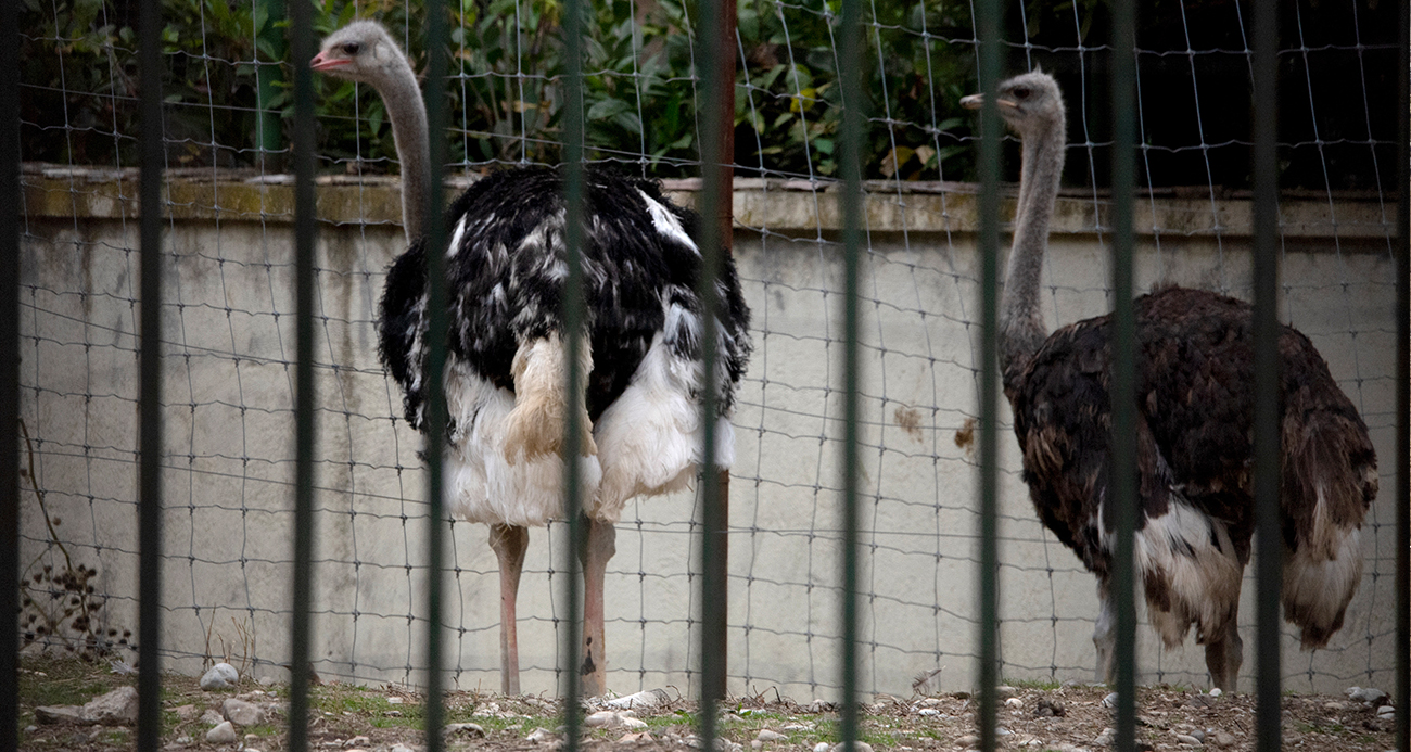 Avrupa’da kuş gribi paniği!
