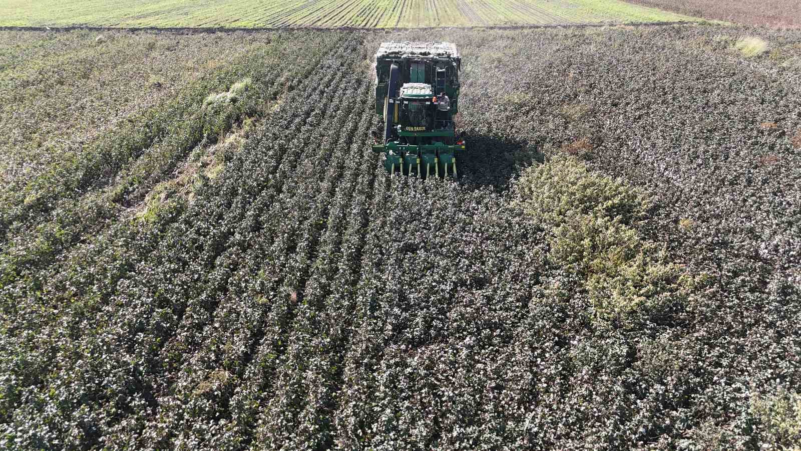 Pamuk üreticileri kuraklıktan olumsuz etkilendi